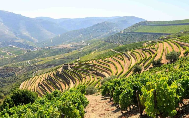 Complete Douro Valley Tour Visit To 3 Wineries & Lunch Tour Overview