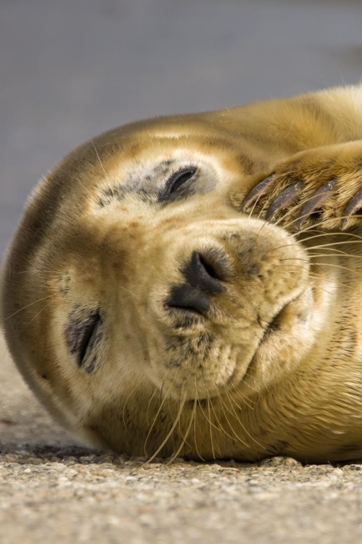 Cornwall: Guided Seal And Puffins Safari By Boat Explore The Cornish Coast