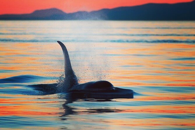 Cowichan Bay Half Day Whale & Wildlife Adventure Overview Of The Adventure