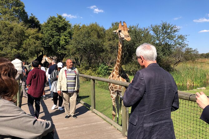 Cradle Of Humankind Tour With Lion Safari From Johannesburg Tour Overview