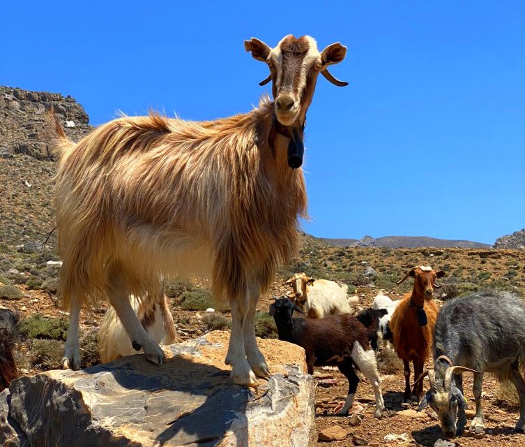 Crete: Jeep Safari, Mountains, Goat-Keeping & Cheese Making - Overview of the Experience