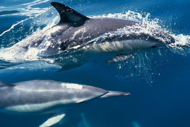 Cruise And Snorkeling With Dolphins Including Lunch From Hurghada Tour Overview