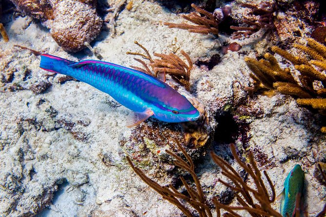 Culebra Snorkeling Tour By Catamaran From Fajardo Included Amenities And Features