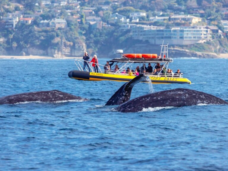 Dana Point Fast & Fun Zodiac Style Dolphin & Whale Watching Experience Overview