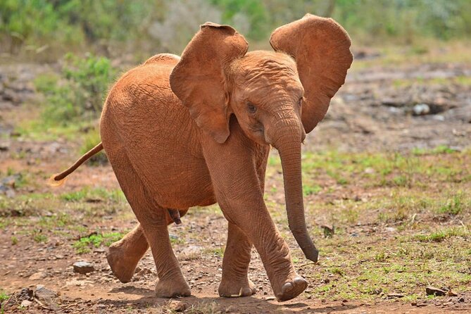 David Sheldrick Elephant Orphanage Half Day Tour In Nairobi Witnessing Bottle Feeding And Play