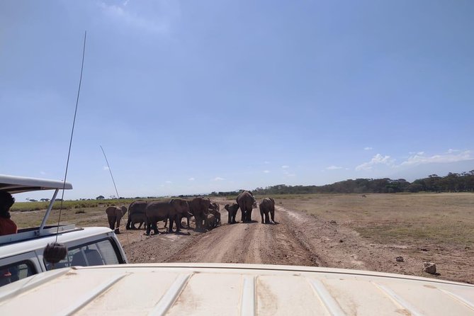 Day Tour To Amboseli National Park Highlights Of Amboseli