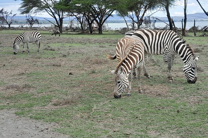 Day Tour To Amboseli National Park From Nairobi Tour Overview