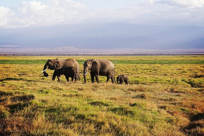 Day Tour To Amboseli National Park - Tour Highlights