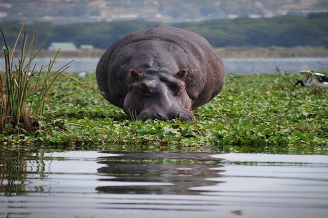 Day Tour to Mount Longonot Park From Nairobi - Overview of the Tour