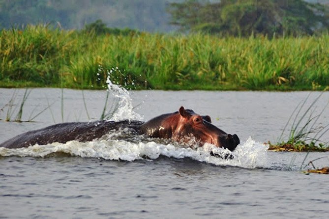 Day Trip Safari - Akagera National Park With Optional Lake Ihema Boat Safari - Safari Vehicle and Boat Excursion