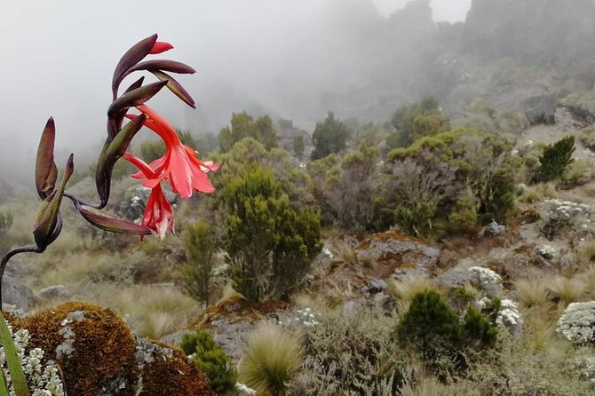 Day Trip To Kilimanjaro National Park Overview Of The Adventure