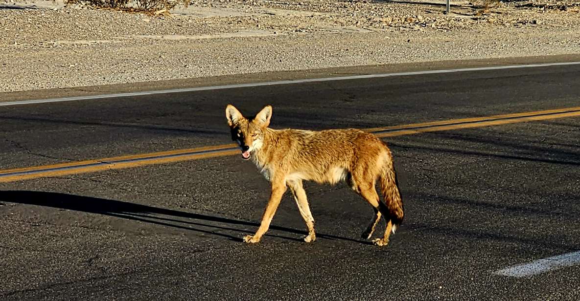 Death Valley National Park Tour From Las Vegas - Tour Overview