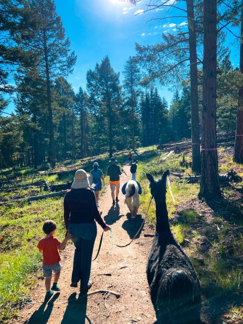 Denver: Llama Hike In The Rocky Mountains Overview Of The Llama Hike Experience