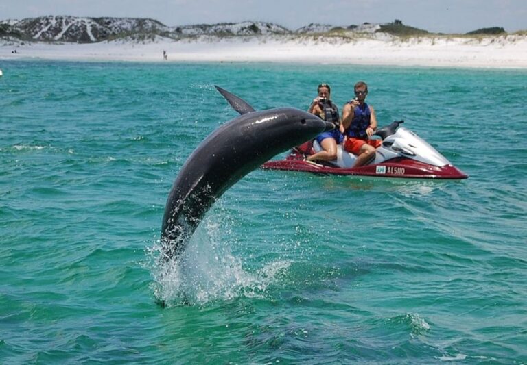 Destin: Crab Island Dolphin Watching Jet Ski Tour Tour Overview