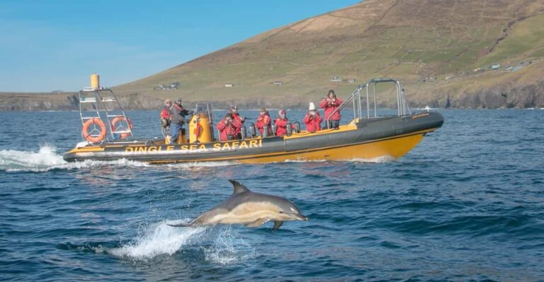 Dingle: Sea Safari By Rib Boat Activity Overview