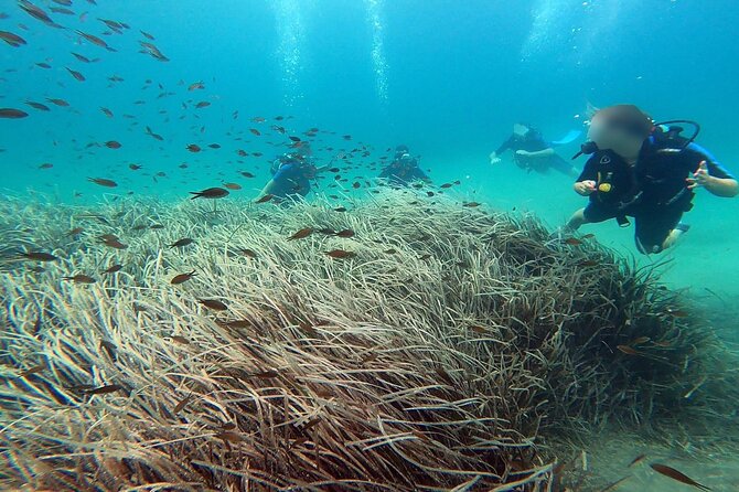 Discover Scuba Diving Experience in Nea Makri - Overview of the Excursion