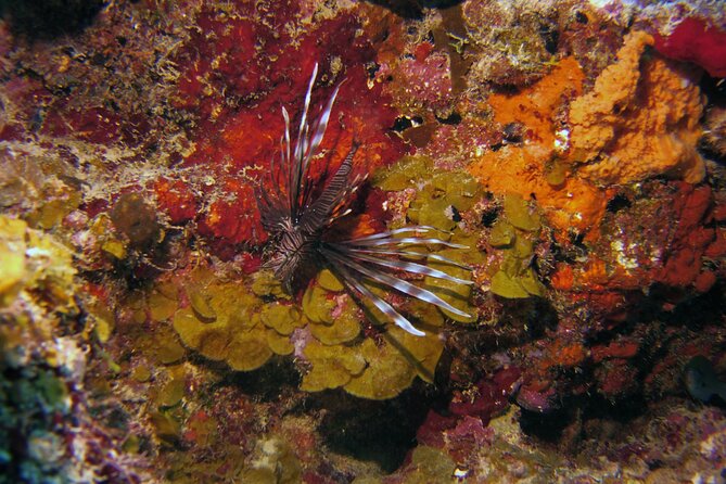 Discover Scuba Diving in Curacao - Exploring Tugboat Dive Site