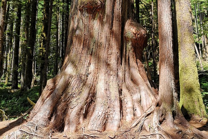 Discover Sooke to Port Renfrew Scenic Tour of Vancouver Islands - Natural Attractions