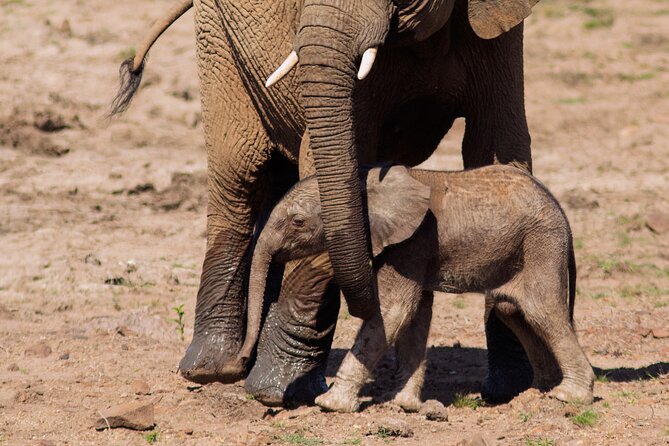 Discover The Pilanesberg With A Personalized Full Day Safari Luxury Safari Experience