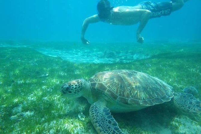 Discovery of Dolphins on the Caribbean Coast - Playful Dolphin Encounters