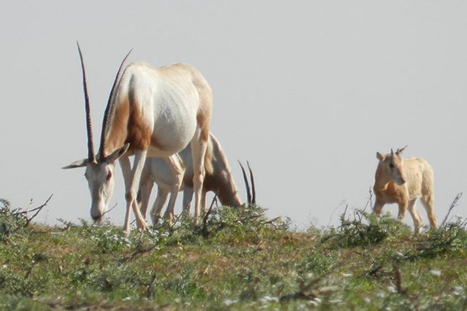 Discovery Of The Souss Massa Animal Park In 4x4 Activity Overview