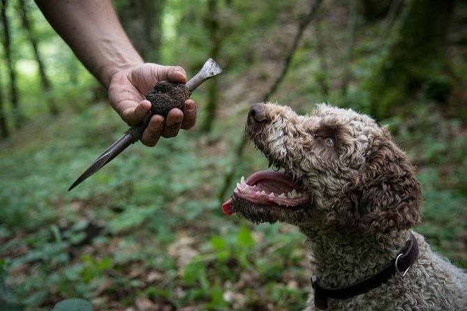 Discovery of the World of Truffles and Tasting - Truffles and Their Significance