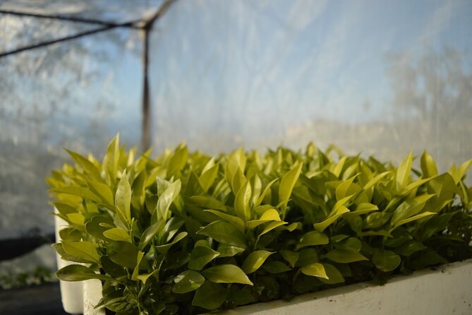 Discovery Tour of Sorrento Lemon in Massa Lubrense - Meeting Point and Accessibility