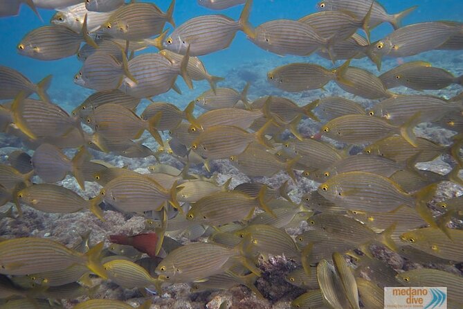 Dive Baptism 1 Dive In Tenerife 3,5h Included In The Package