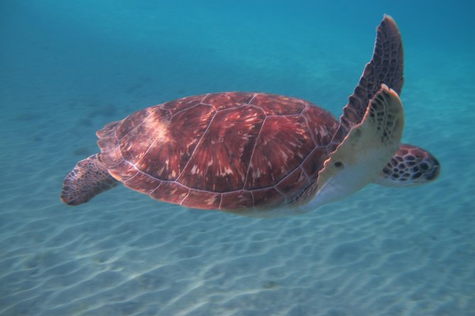 Diving And / Or Snorkeling Day From A Catamaran Canoeing And Paddle Boarding