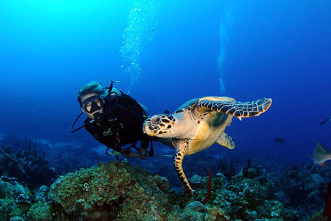 Diving in Paphos (2 X Shore Dive + Photos) - Variety of Shore Dives