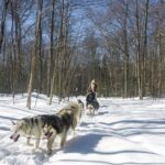 Dog Sledding Adventure From Toronto Private Tour Tour Overview