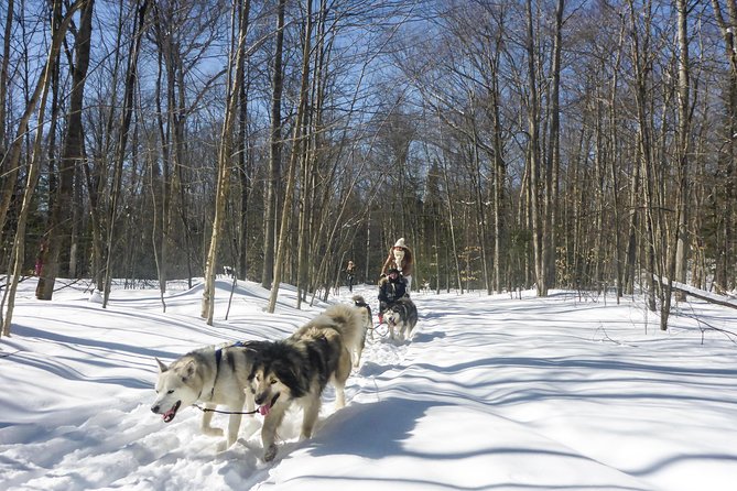 Dog Sledding Adventure From Toronto Private Tour Tour Overview