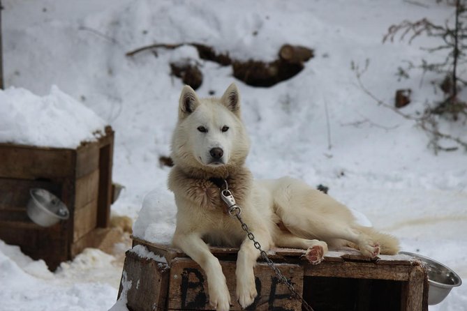 Dogsled Adventure In Mont Tremblant Unique Wilderness Experience