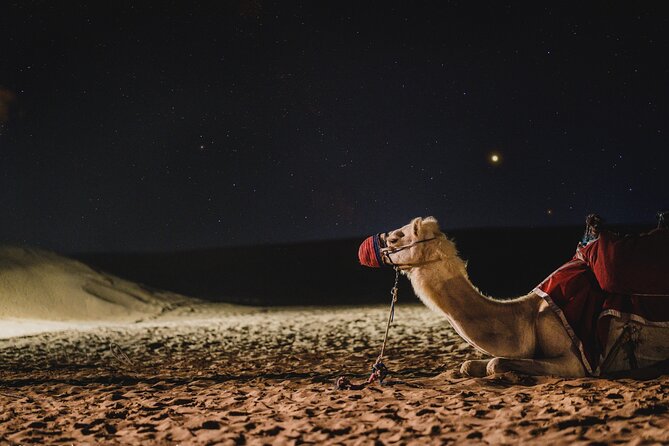 Doha : Night Desert Safari | Transit Safari | Camel Ride | Dune Bashing - Camel Ride Experience