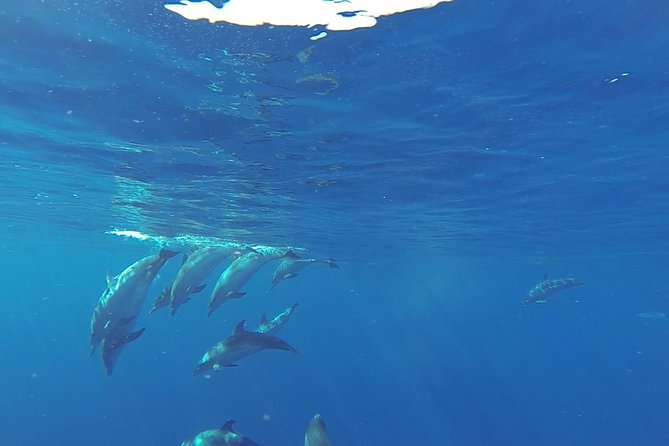 Dolphin And Whale Safari In Gran Canaria Booking And Meeting Details