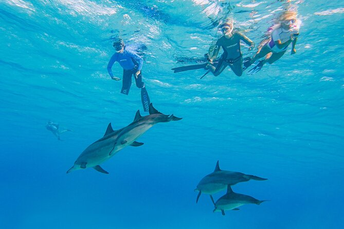 Dolphin House Samadai Reef Boat Snorkeling Trip From Marsa Alam Activity Details