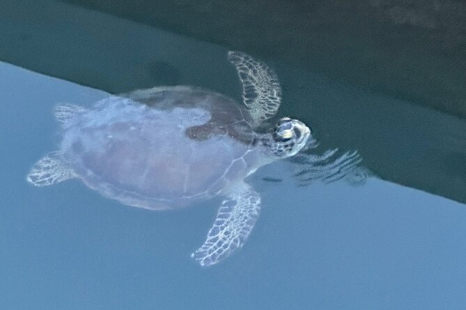 Dolphin, Manatee And Seaturtle Sup Adventure Tour Of St Augustine Meeting And Logistics