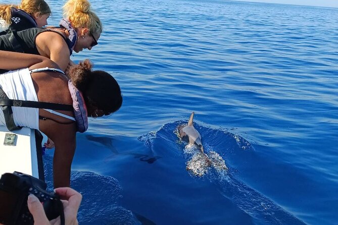 Dolphin Watching From Faro - Overview of the Dolphin Watching Cruise