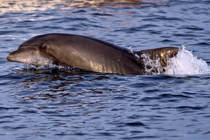 Dolphin Watching Sunset Boat Trip in Pula With Dinner - Exploring Brijuni Islands