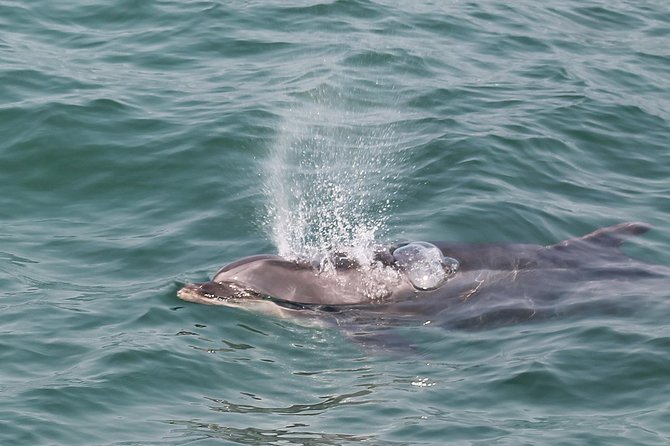 Dolphin Watching Tour by Catamaran From Lisbon - Tour Highlights