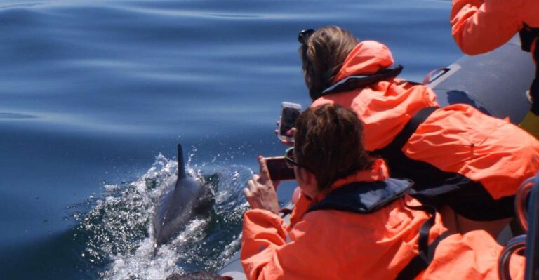 Dolphins Watching Portimão Activity Overview