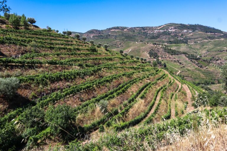 Douro Valley: Douro Valley Tour Including 3 Wineries Tour Details