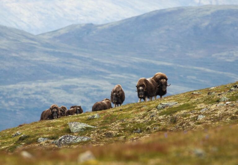 Dovrefjell National Park: Hiking Tour And Musk Ox Safari Overview Of The Tour