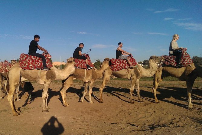 Dromedary Safari: 2 Hours - Booking Information