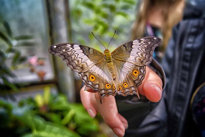 Dubai Butterfly Garden : Skip The Line / Mobile Voucher Accepted - Butterflies and Species Diversity