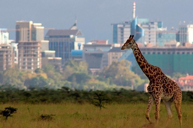 Early Morning Half Day Mini Safari To Nairobi National Park Tour Overview