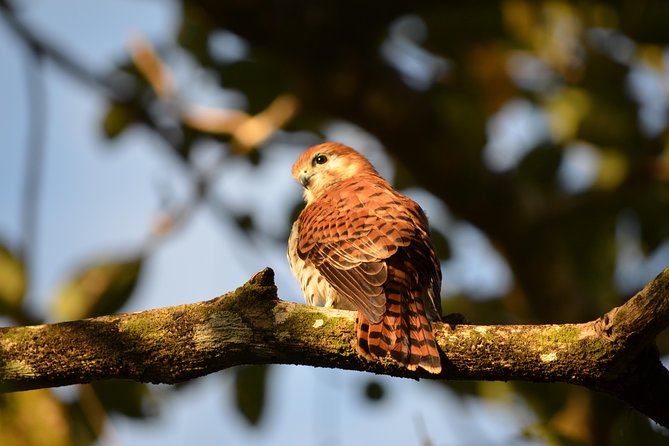 Ebony Forest Reserve Chamarel: Endemic Birdwatching Guided Tour Overview Of The Tour