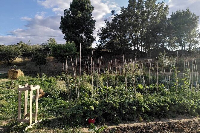 Educational Visit Of A Certified Organic Micro Farm In Trancoso Overview Of The Experience