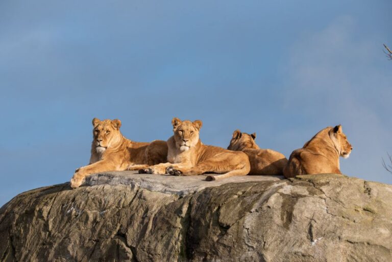 Emmen: Wildlands Adventure Zoo And Rimbula River Cruise Ticket Pricing And Reservations