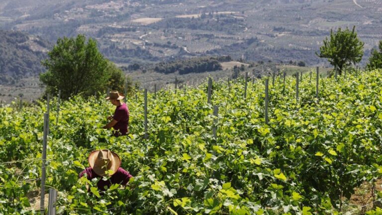 Enjoy A Unique All Day Wine Tasting Tour In Nemea Tour Overview